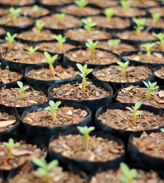 A large group of plant sprouts in pots handed out to associates for Earth Day.